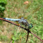 Eastern Pond Hawk