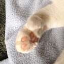 Mitten Cat, Boxing Cat, Polydactyl