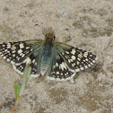 White Checkered-Skipper