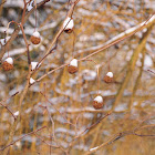 Horse Chestnut