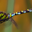 Southern Hawker