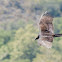Turkey Vulture