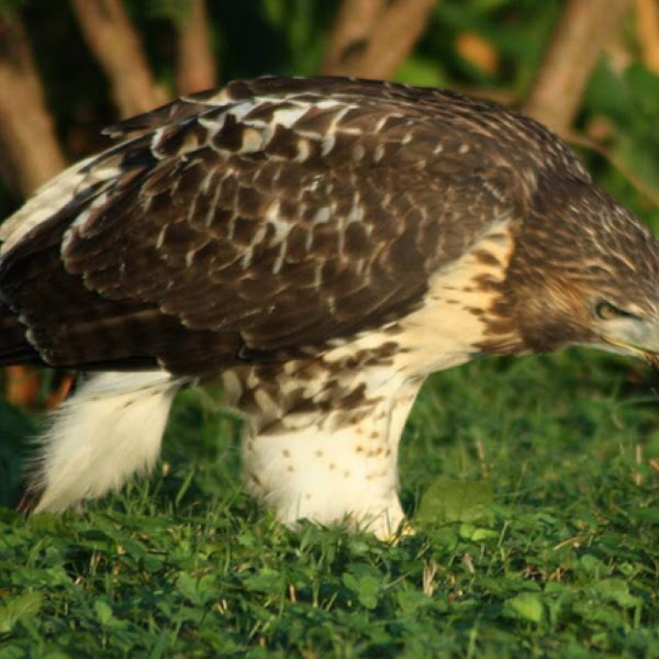 Red-tailed Hawk | Project Noah