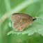 Ringlet