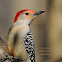 Red-bellied Woodpecker