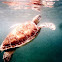 Green sea turtle