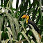 Wrinkled Hornbill