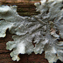 Lichen