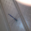 Dragon Fly