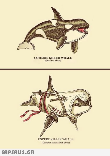 COMMON KILLER WHALE (Orcinus Orca) EXPERT KILLER WHALE (Orcinus Assassinus Orca) 