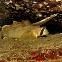 Sailfin Sculpin