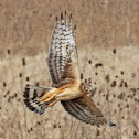 Northern Harrier Hawk