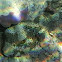Star Puffer Fish