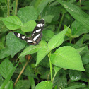 Nymphalidae, Melitaeini Crescent
