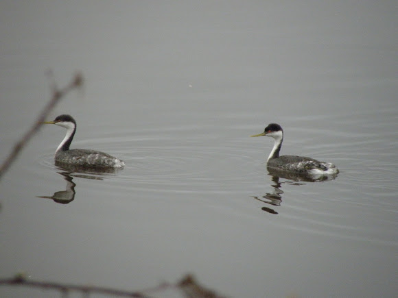 Spotting Image 1
