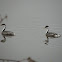 Western Grebe
