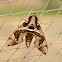 Hawk-moth
