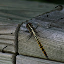 Skimmer