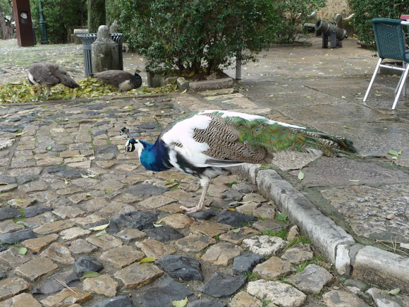 Spotting Image 1