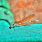 Damselfly
