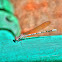 Damselfly
