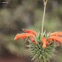 Lion's Tail
