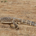 Savanna Monitor