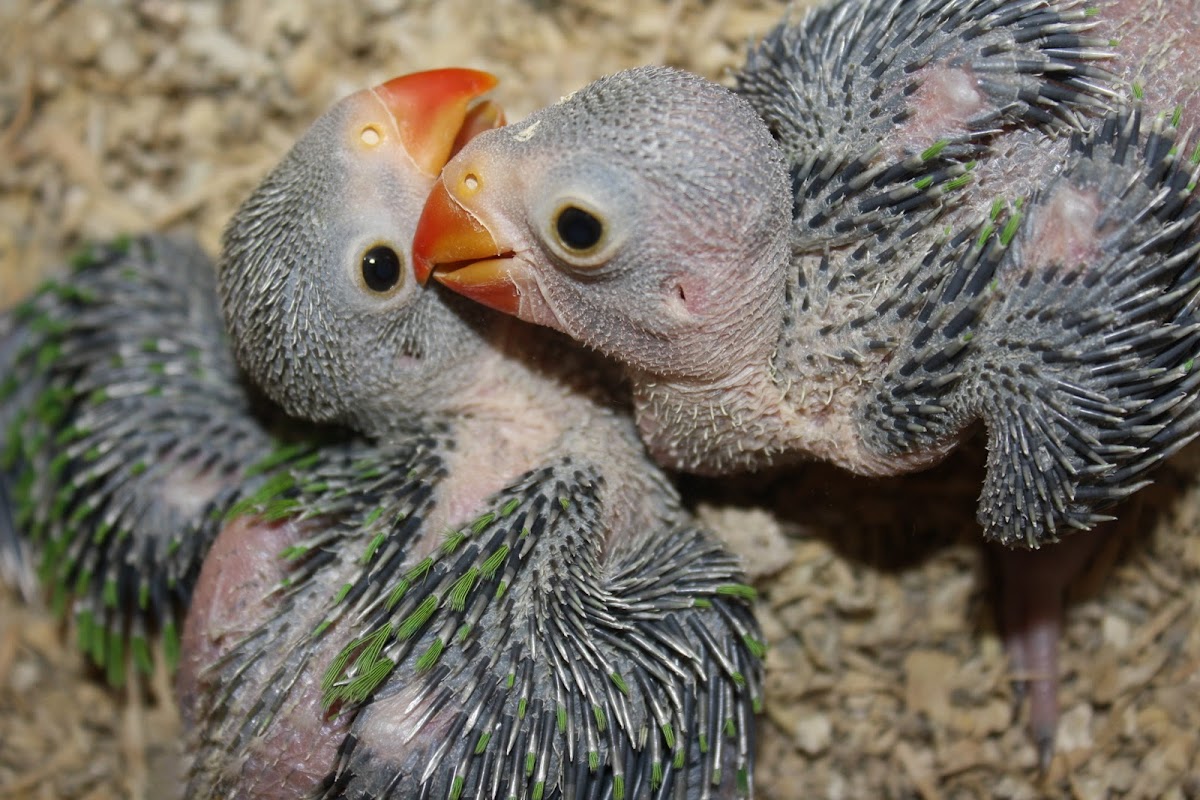 Indian Ringneck chicks