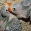 Indian Ringneck chicks