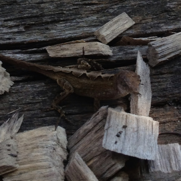 Spotting Image 1