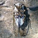 Annual cicada