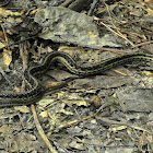 Common Gartersnake