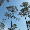 Pine trees