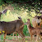 Black Tailed Deer