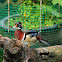 Wood Duck (林鴛鴦)