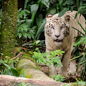 White Tiger