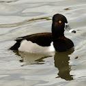 Ringed-necked Duck