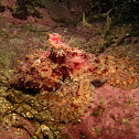 Pacific Red Octopus