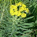 Cypress Spurge / Zypressen-Wolfsmilch