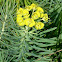 Cypress Spurge / Zypressen-Wolfsmilch