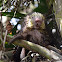 Mexican Hairy Dwarf Porcupine or Mexican  Porcupine