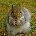 Eastern Grey Squirrel