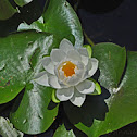 Water lily