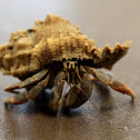 Caribbean hermit crab