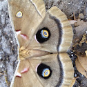 Polyphemus moth