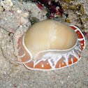 Moon Snail
