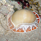 Moon Snail