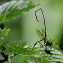 Pelecinid Wasp