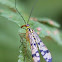 Scorpion fly
