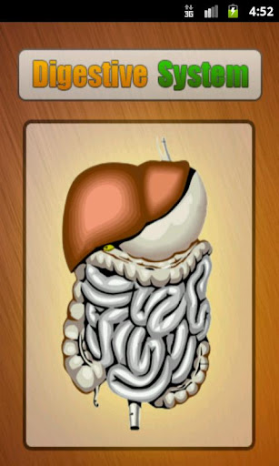 Human Digestive System